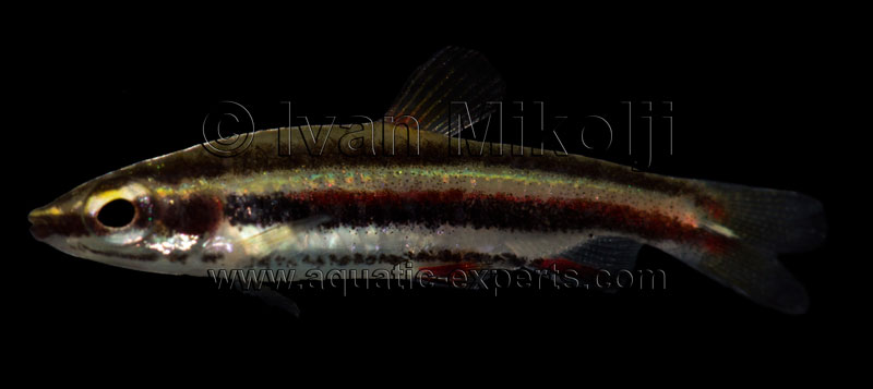 Nannostomus marginatus